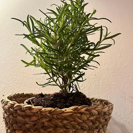 Casa de hóspedes Eden Garden Ponferrada