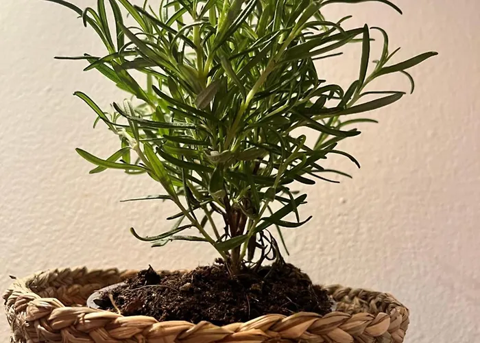 Gæstehus Eden Garden Ponferrada